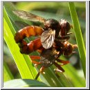 Sicus ferrugineus - Gemeine Breitstirnblasenkopffliege 10.jpg